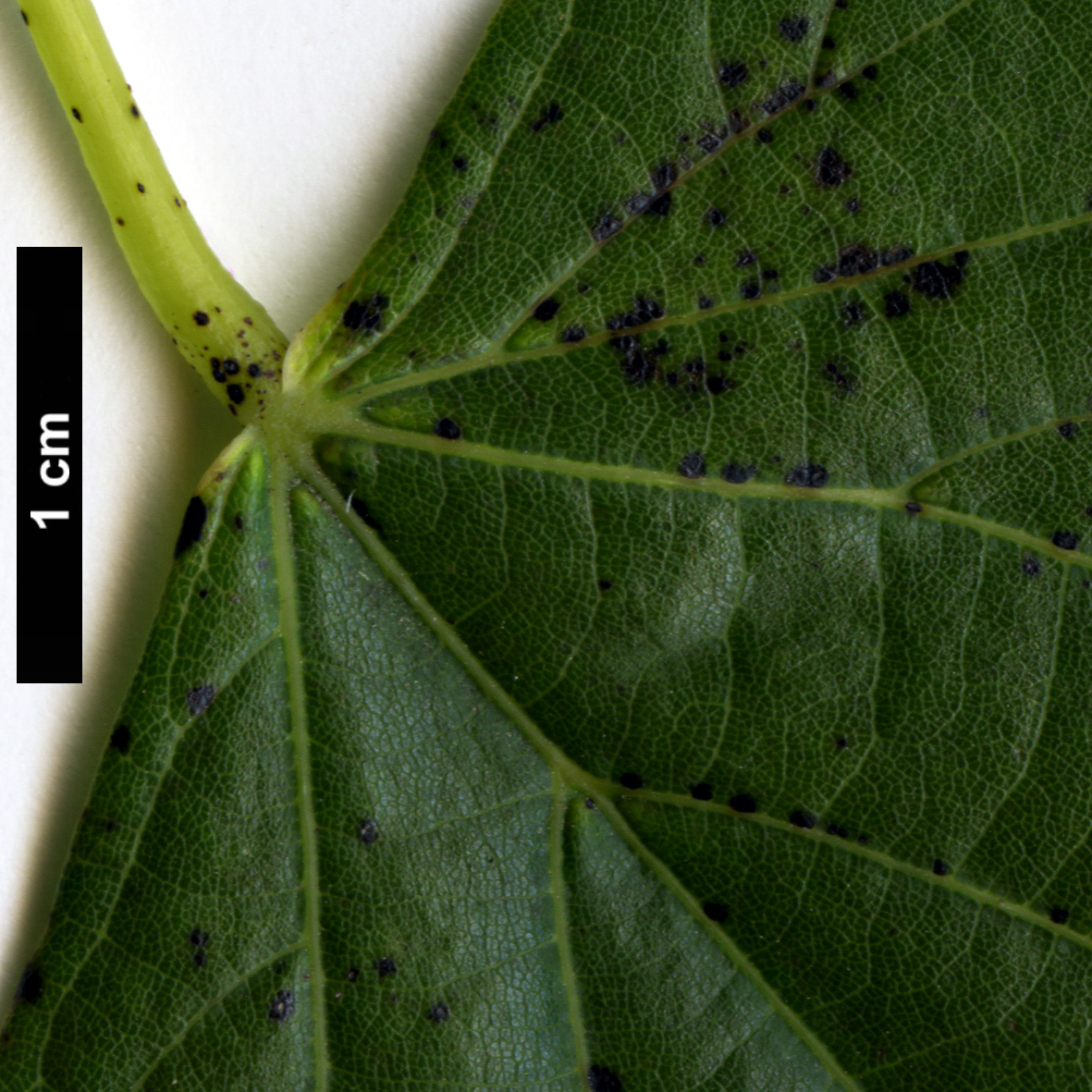 High resolution image: Family: Malvaceae - Genus: Tilia - Taxon: chinensis - SpeciesSub: var. investita